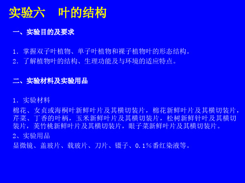 一、实验目的及要求1.掌握双子叶植物、单子叶植物和裸子植物叶(精)