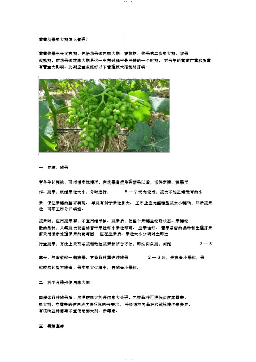 葡萄幼果膨大期怎么管理