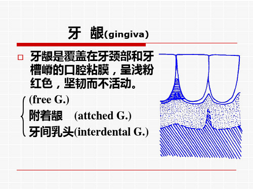 口腔解剖生理学二应用解剖和生理PPT课件