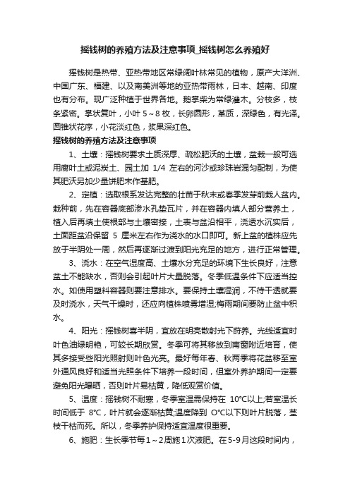 摇钱树的养殖方法及注意事项_摇钱树怎么养殖好