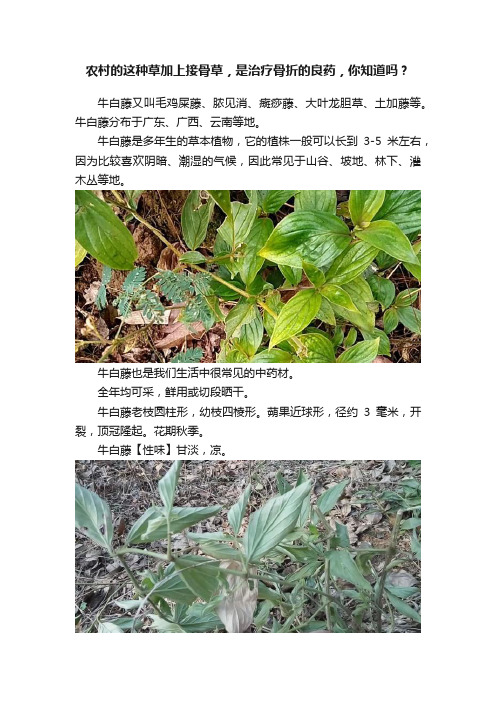 农村的这种草加上接骨草，是治疗骨折的良药，你知道吗？