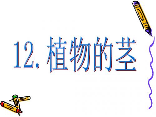四年级上册科学课件-3.12植物的茎课件∣青岛版(六年制,三起)