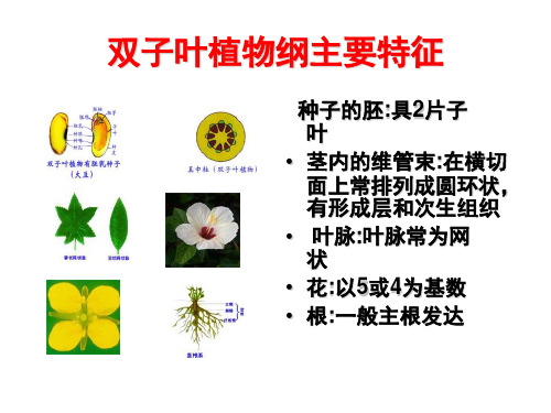 被子植物分类概述.ppt