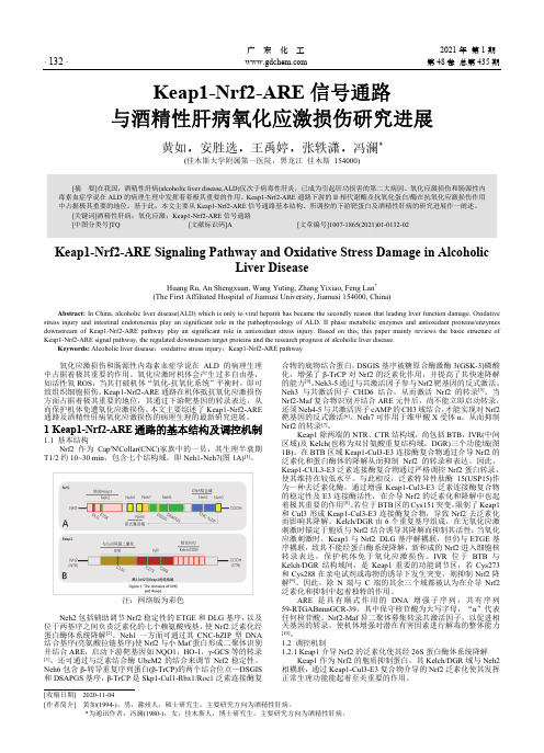 Keap1-Nrf2-ARE信号通路与酒精性肝病氧化应激损伤研究进展