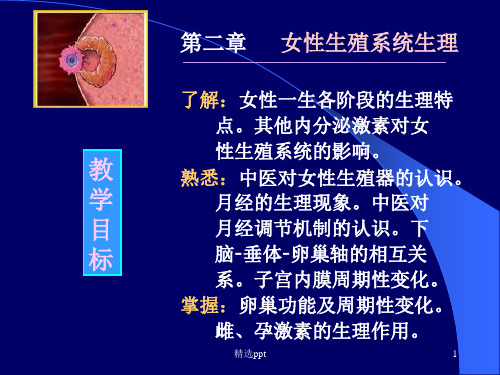 女性生殖系统生理最新