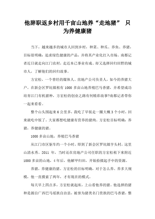 他辞职返乡村用千亩山地养走地猪 只为养健康猪