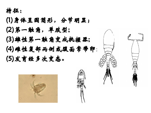 水生生物学14桡足类