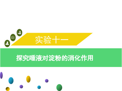 实验十一- 探究唾液对淀粉的消化作用-2021年中考生物实验手册总复习