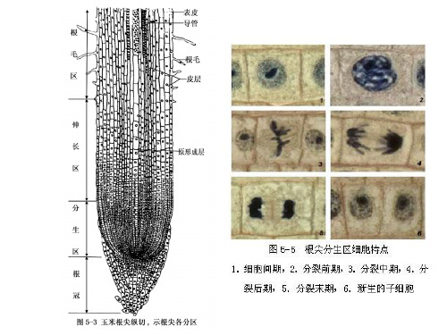 根解剖结构