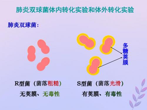 高考生物高频考点19肺炎双球菌转化实验素材