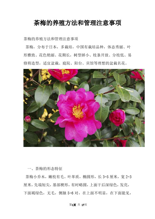 茶梅的养殖方法和管理注意事项