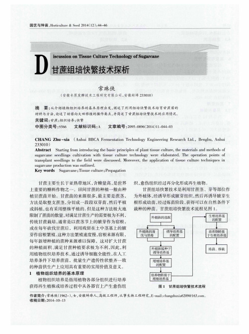 甘蔗组培快繁技术探析