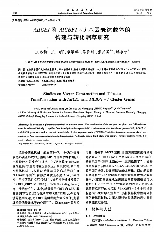 AtICE1和AtCBF1~3基因表达载体的构建与转化烟草研究