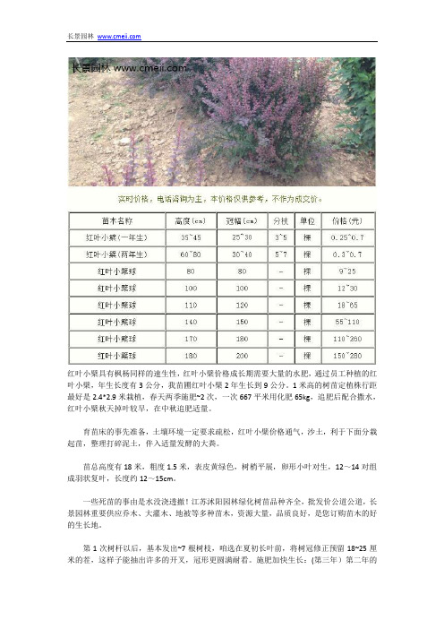 红叶小檗价格