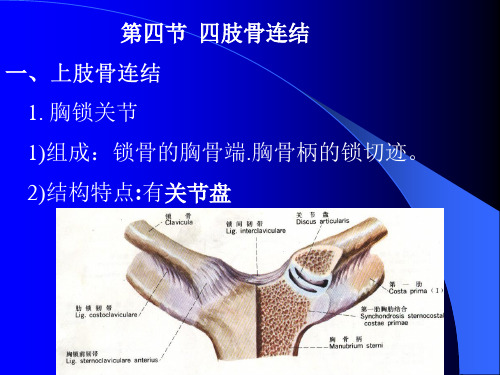 《运动解剖学》四肢骨连结