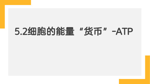 细胞的能量“货币”ATP课件-高一生物人教版必修1