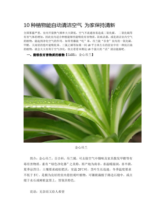 10种植物能自动清洁空气 为家保持清新