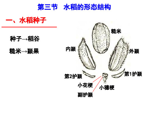 水稻形态结构PPT课件