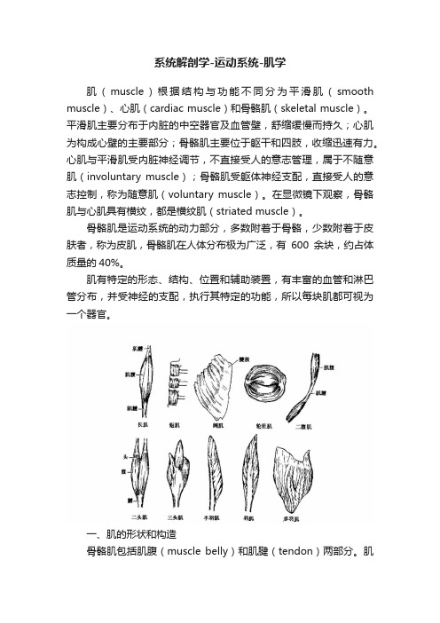 系统解剖学-运动系统-肌学