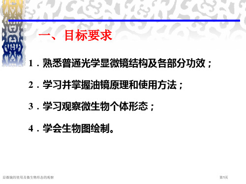 显微镜的使用及微生物形态的观察