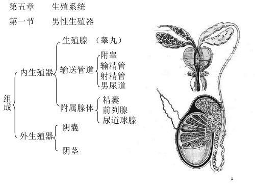 生殖系统彩色图解