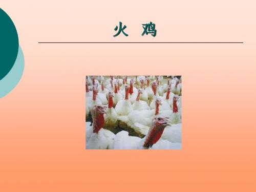 火鸡08