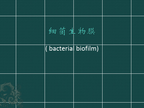 细菌生物膜