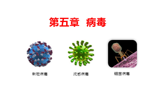 第五单元第五章病毒课件2022-2023学年人教版生物八年级生物上册