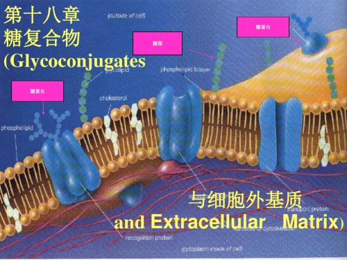 生物化学糖复合物