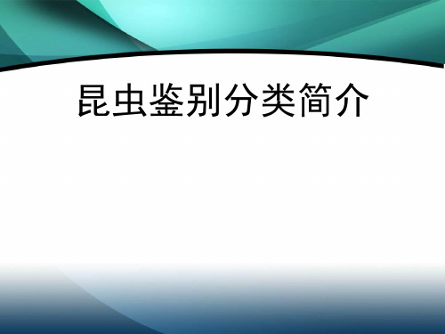 昆虫分类简介(修改版)