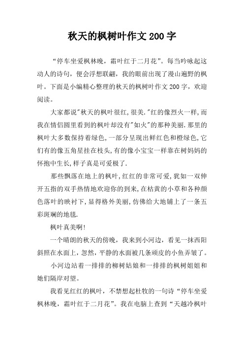 秋天的枫树叶作文200字
