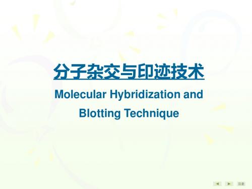 常用分子生物学技术的原理及应用