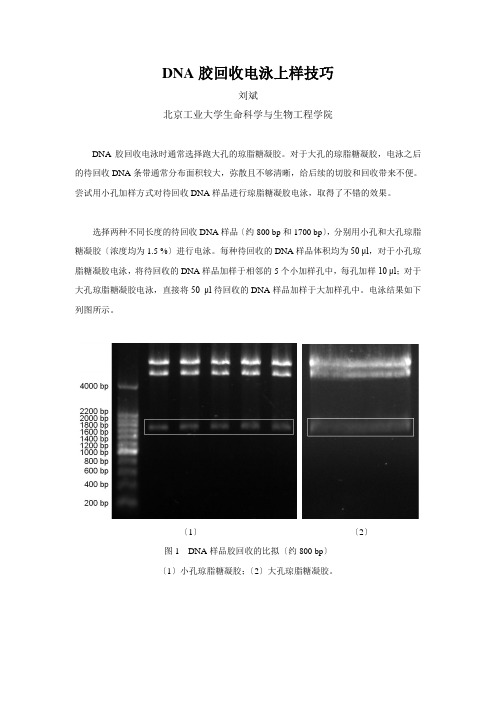 DNA胶回收电泳上样技巧