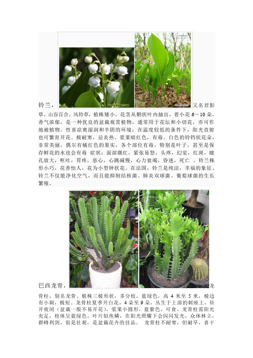 常见植物及功能