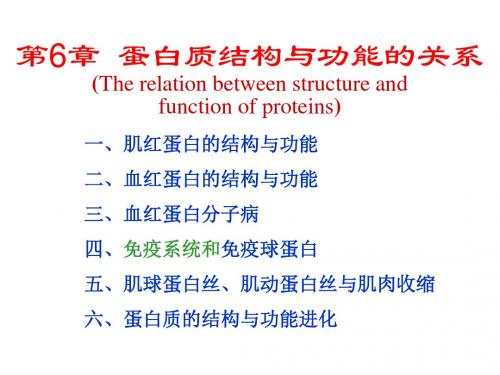 生物化学第6章蛋白质结构及功能关系