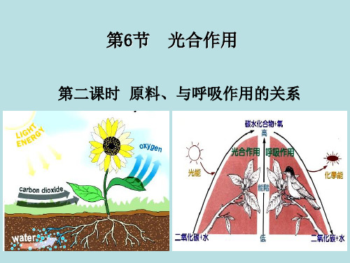 八年级下《光合作用》课件PPT浙教版1