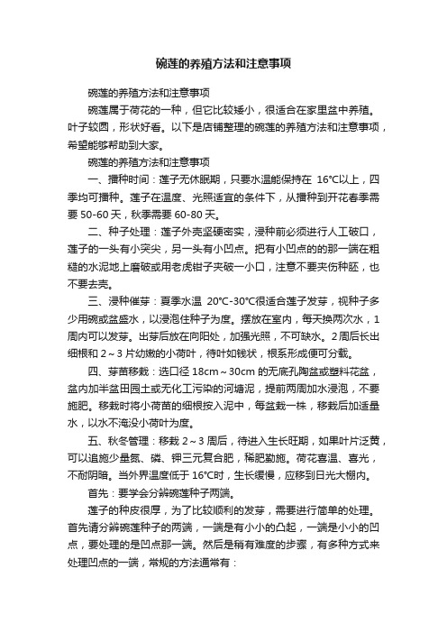 碗莲的养殖方法和注意事项