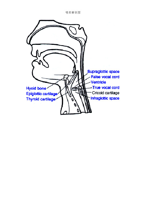 喉部解剖图