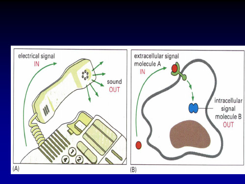 细胞生物学-6物质的跨膜运输与信号传递