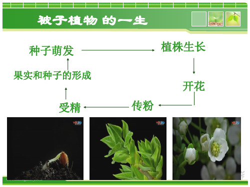 《与生物学有关的职业  农业技术员和绿色证书》PPT课件(山东省县级优课)