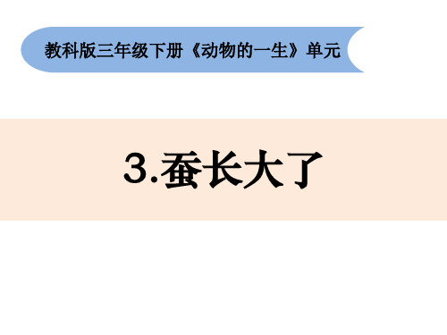 三年级下册科学课件 3.蚕长大了 教科版