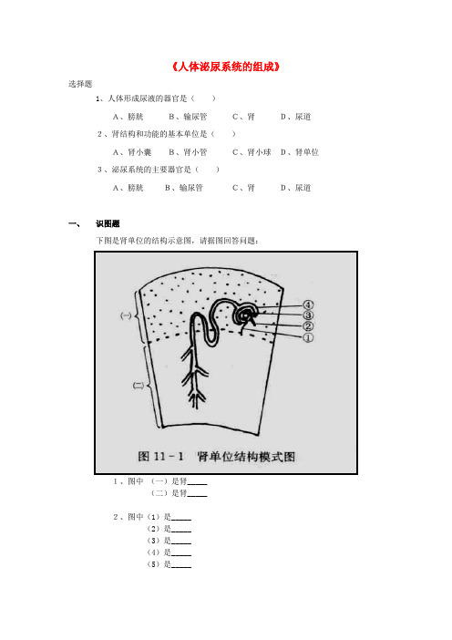 七年级生物下册 第十一章 第一节 人体泌尿系统的组成习题(无答案)(新版)苏教版