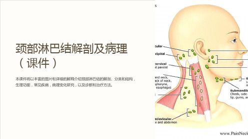 颈部淋巴结解剖及病理(课件)