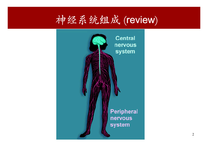 神经生物学 6神经系统对内脏功能的调节