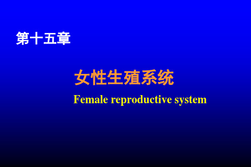 女性生殖系统ppt课件