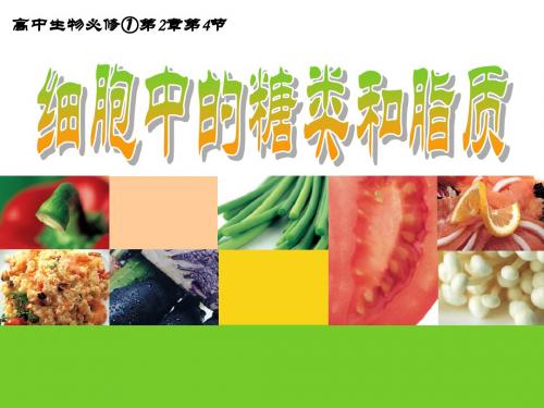 2.4细胞中的糖类和脂质