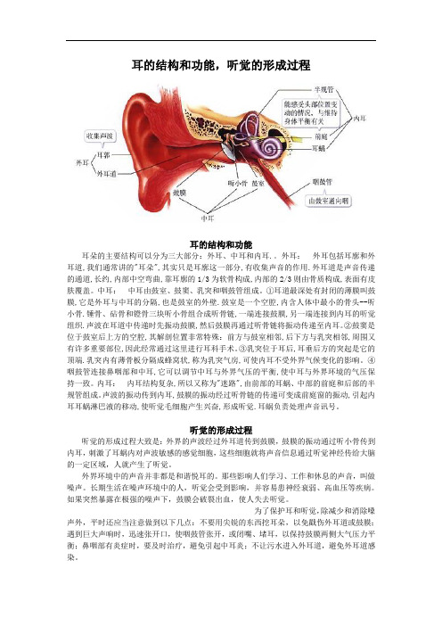 耳的结构和功能,听觉的形成过程