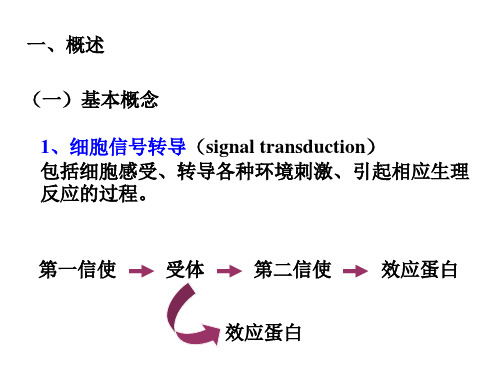 蛋白质的转运与信号传导课件.ppt