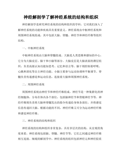 神经解剖学了解神经系统的结构和组织