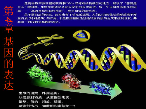 人教版高中生物必修二第4章第1节基因指导蛋白质的合成 课件(共46张PPT)